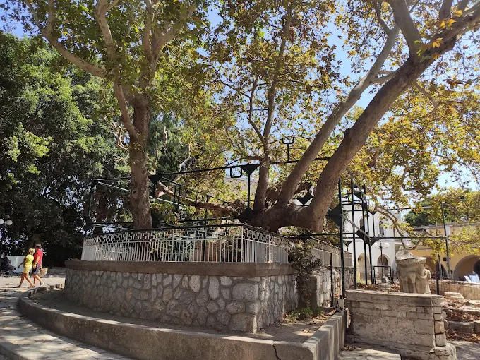 Hippocrates' Plane Tree of Kos